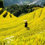 mountains, plateau, nature, step, field, people, rice, countryside, outdoors, agriculture
